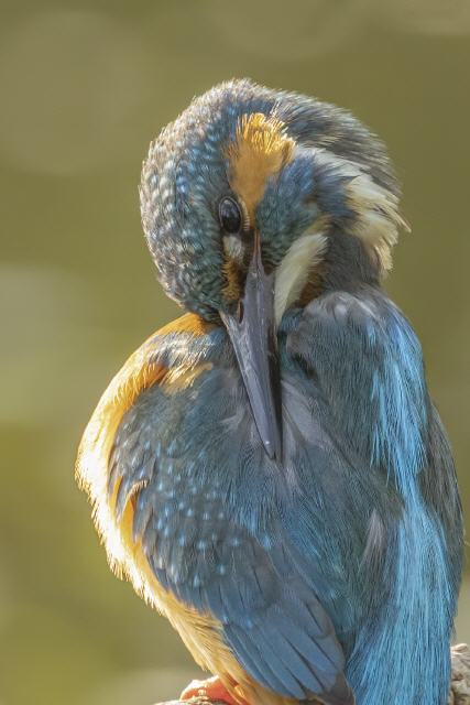Eisvogel (Alcedo atthis) 