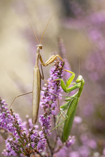 Gottesanbeterin (Mantis religiosa)