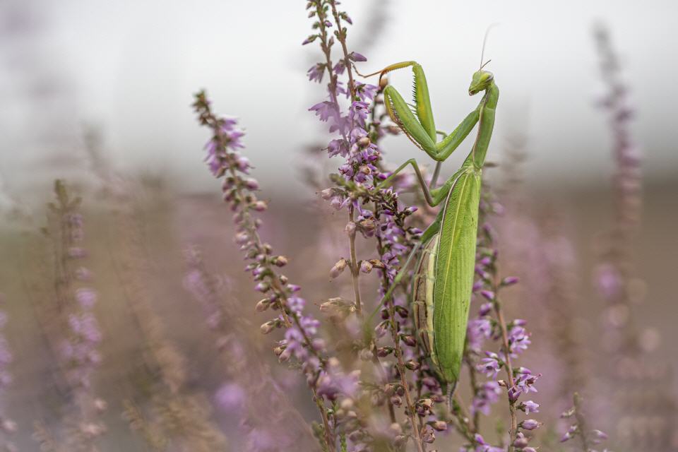 Gottesanbeterin (Mantis religiosa)