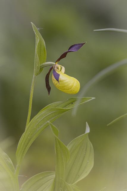 Cypripedium calceolus