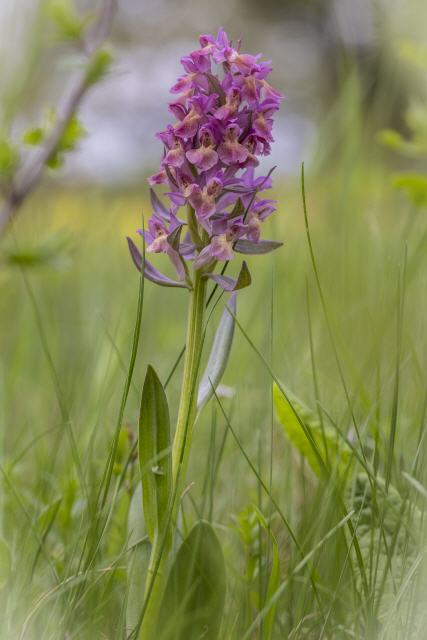Dactylorhiza sambucina (Farbspiel)