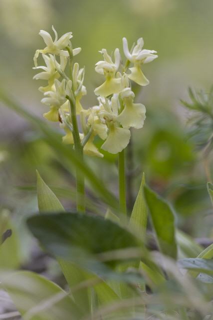 Orchis pallens