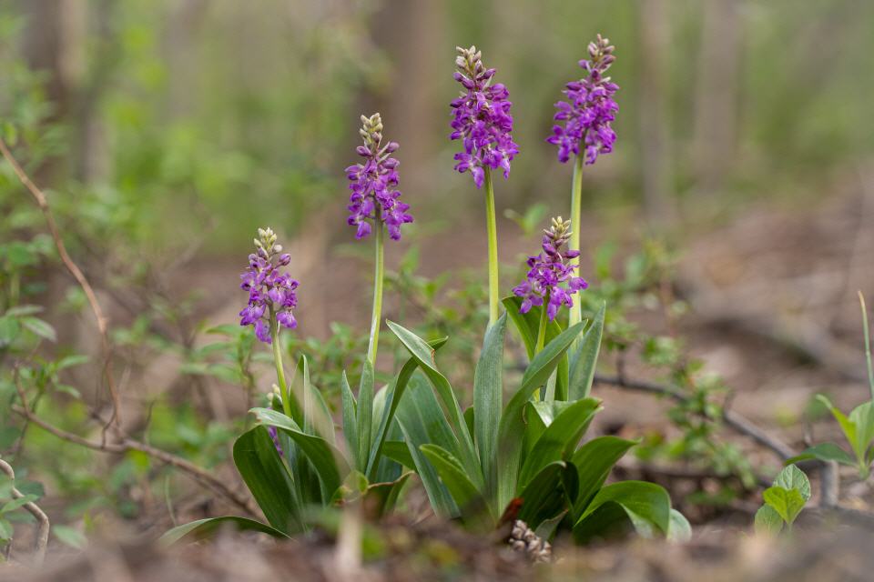 Orchis "hausknechtii" mascula x Orchis pallens