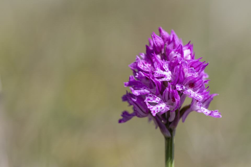 Orchis tridendata