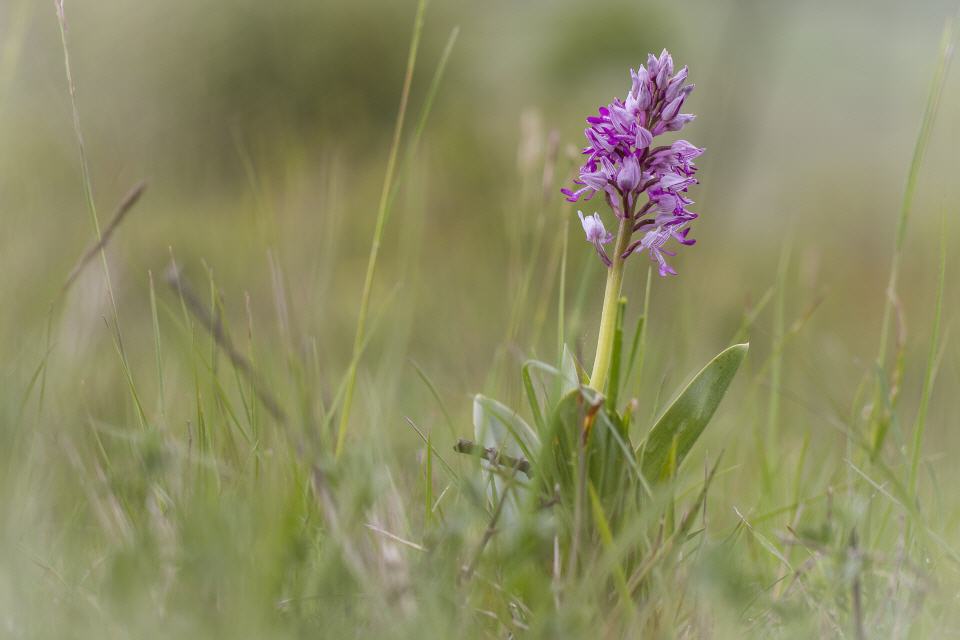 Orchis militaris