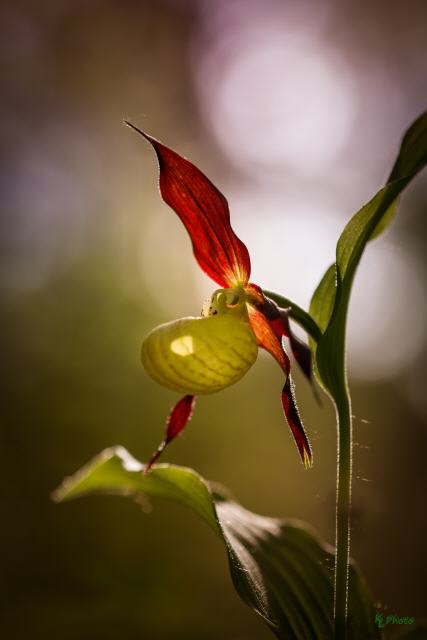 Cypripedium calceolus
