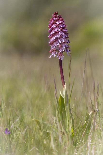Orchis purpurea