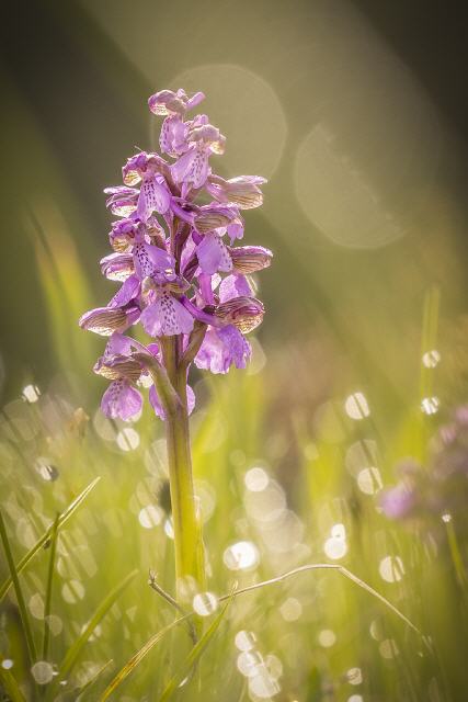 Anacamptis morio