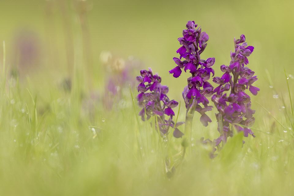 Anacamptis morio