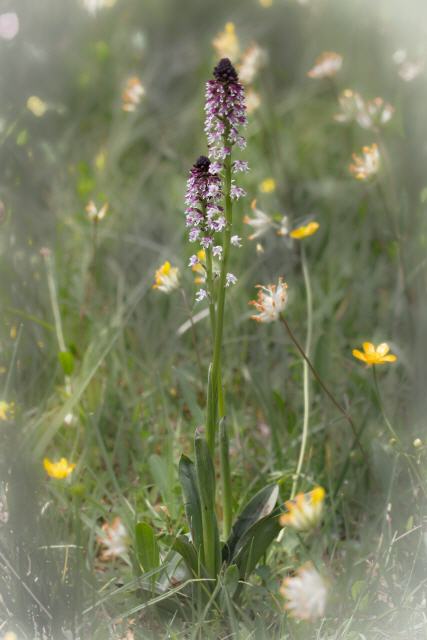 Neotinea ustulata
