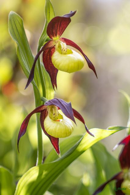 Cypripedium calceolus