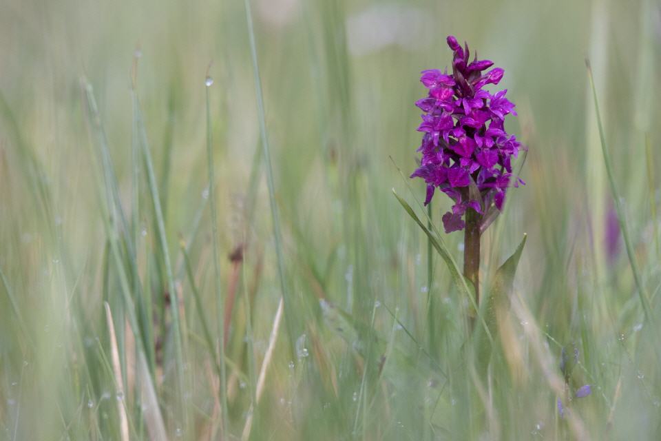 Dactylorhiza majalis