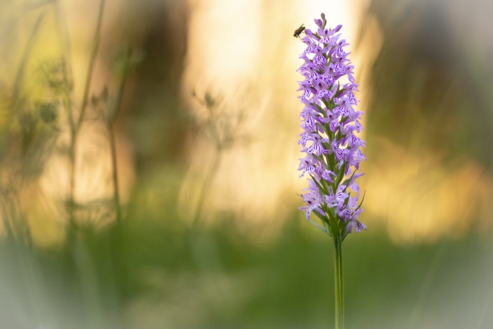 Dactylorhiza fuchsii