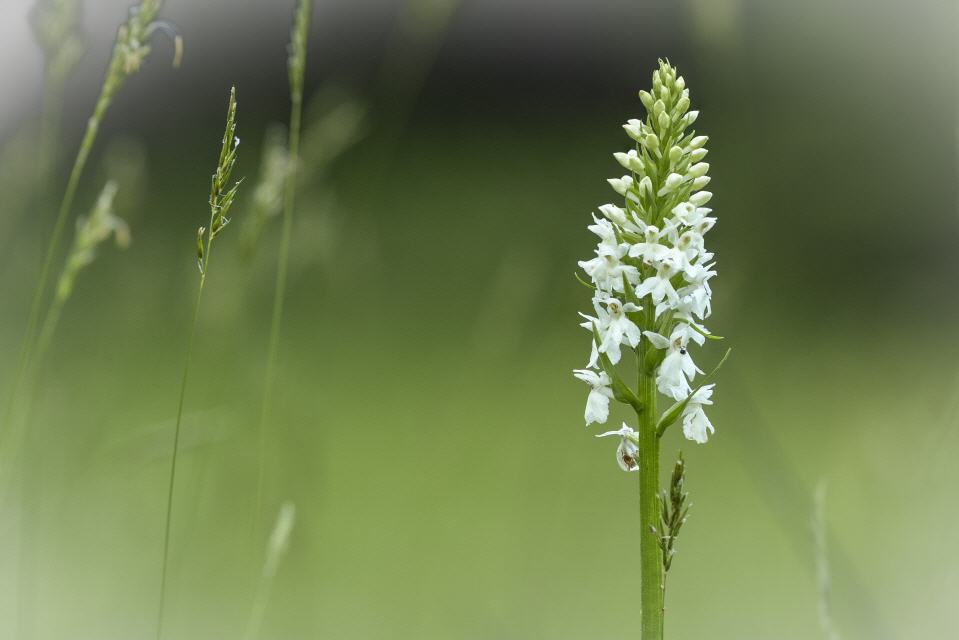 Dactylorhiza fuchsii var. alba