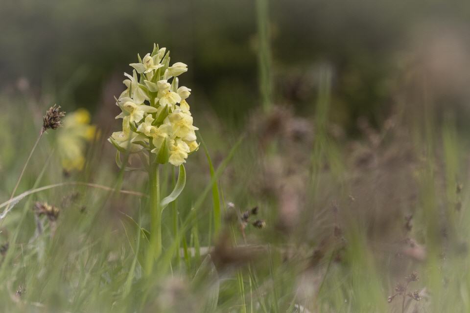 Dactylorhiza sambucina (gelb)