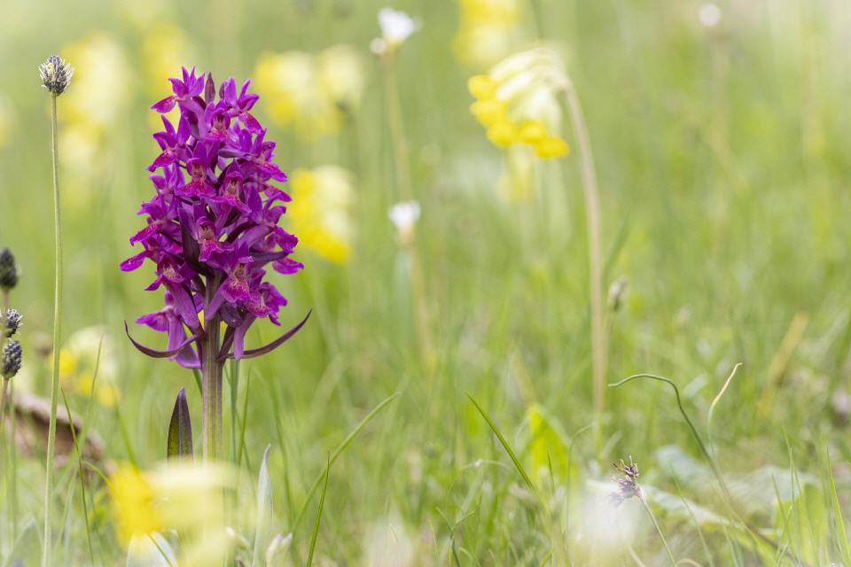 Dactylorhiza sambucina (rot)