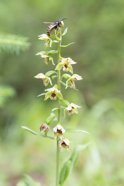 Epipactis helleborine