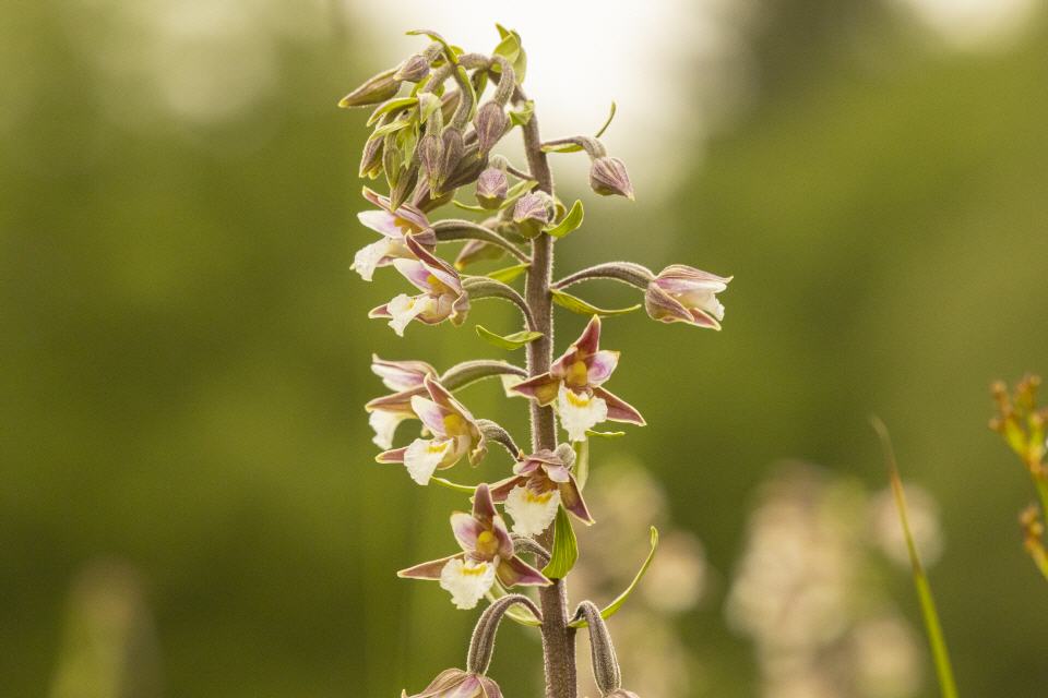 Epipactis palustris