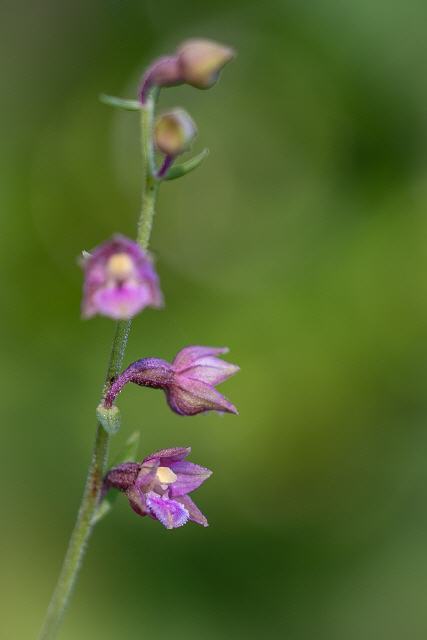 Epipactis atrorubens