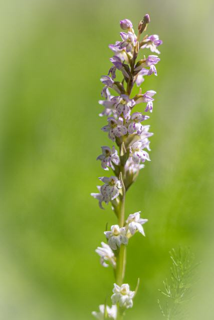 Pseudorchis albida x Dactylorhiza fuchsii