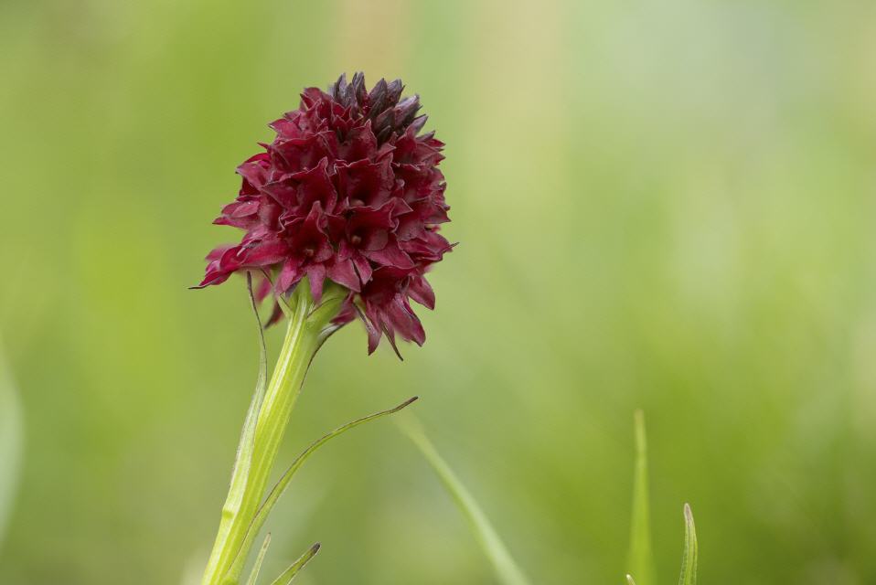 Nigritella nigra