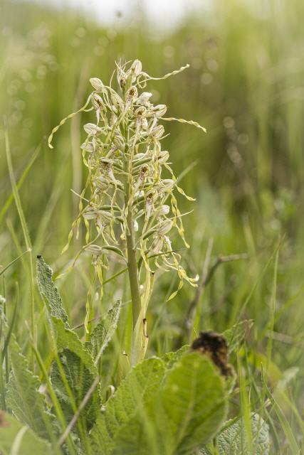 Himantoglossum hircinum