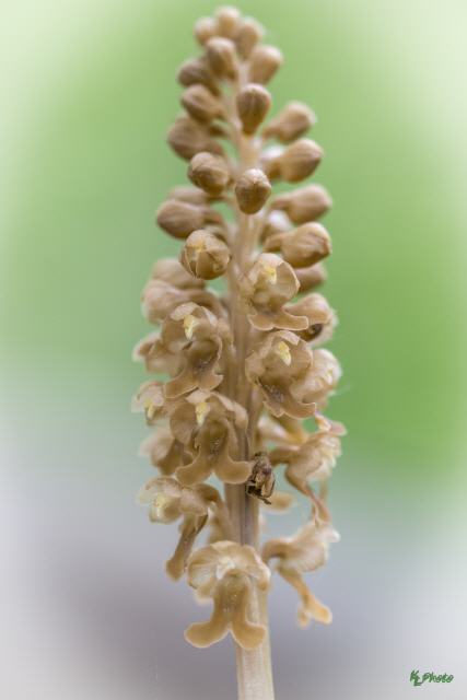 Neottia nidus-avis