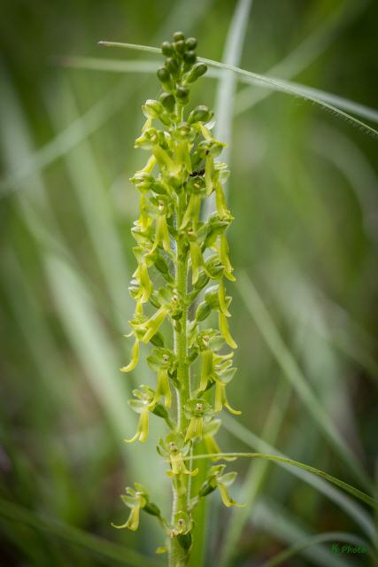 Neottia ovata