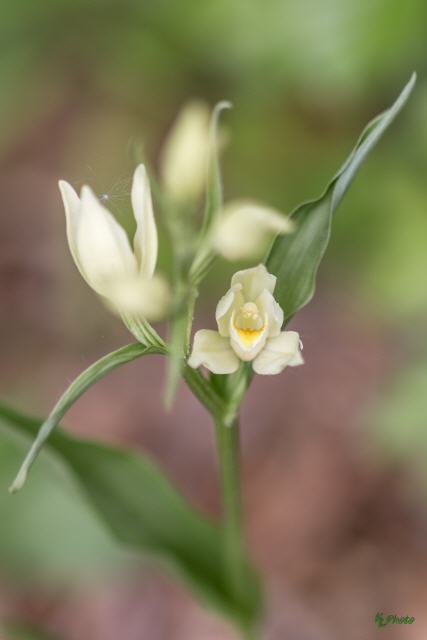 Cephalanthera damasonium