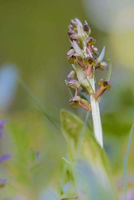 Coeloglossum viride (Rote Form)