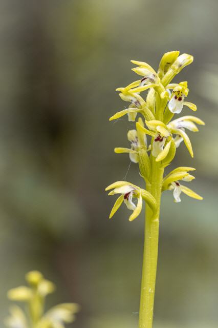 Corallorhiza trifida