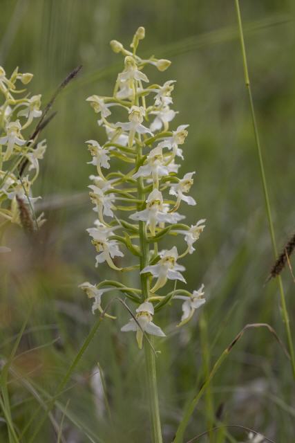 Platanthera chlorantha