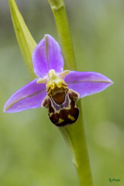 Ophrys apifera