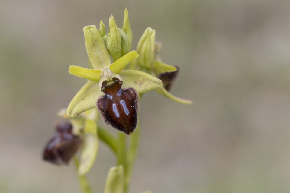 Ophrys sphegodes