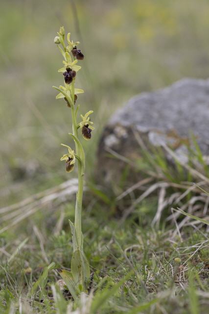 Ophrys sphegodes