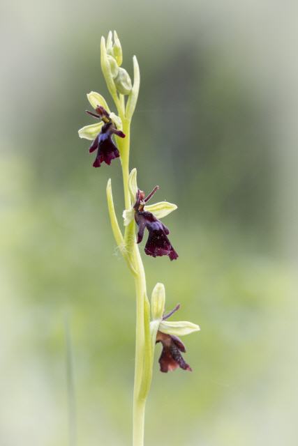 Ophrys insektifera