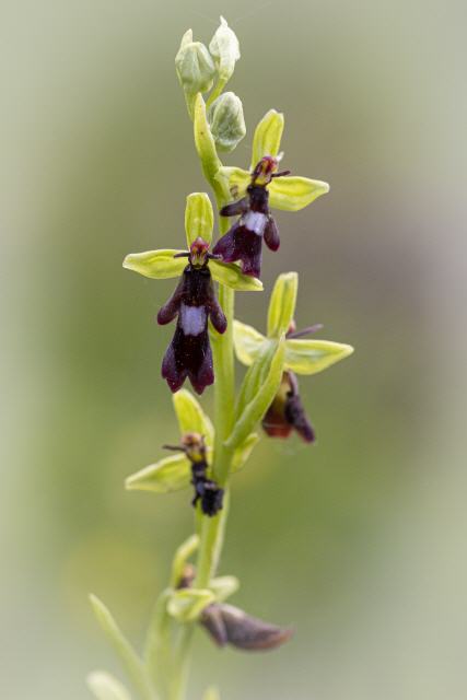 Ophrys insektifera