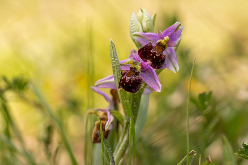 Ophrys holoserica