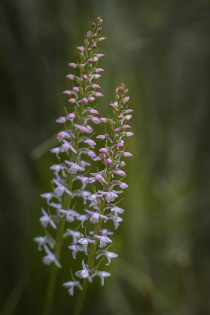 Gymnadenia odoratissima