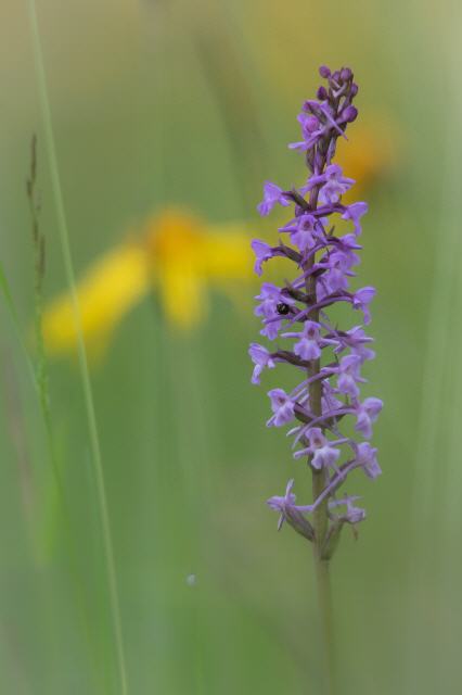 Gymnadenia conopsea