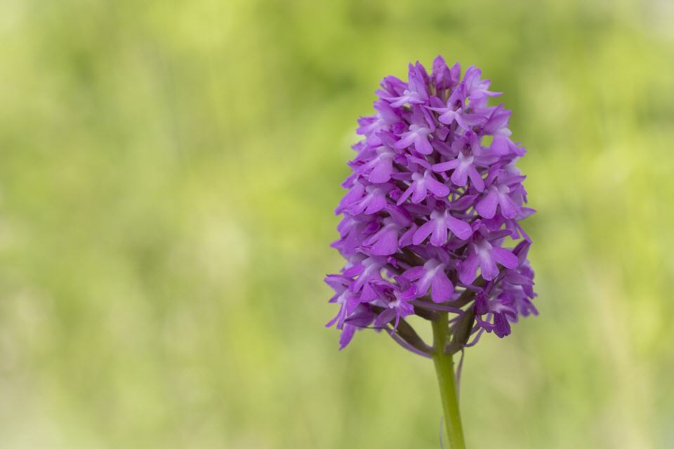 Anacamptis pyramidalis