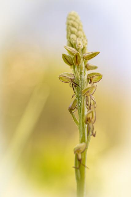 Aceras anthropophorum