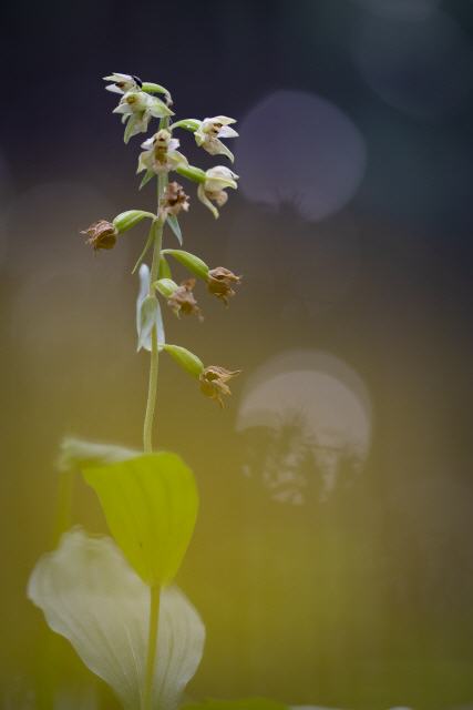 Epipactis helleborine