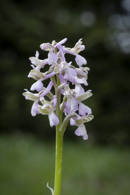 Orchis morio var. rosea
