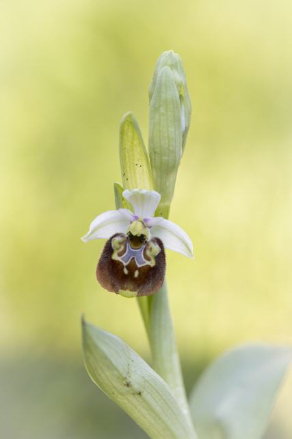 Ophrys holoserica