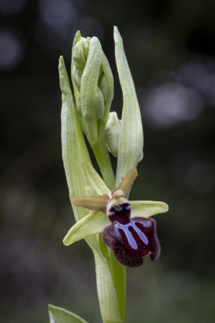 Ophrs atrata