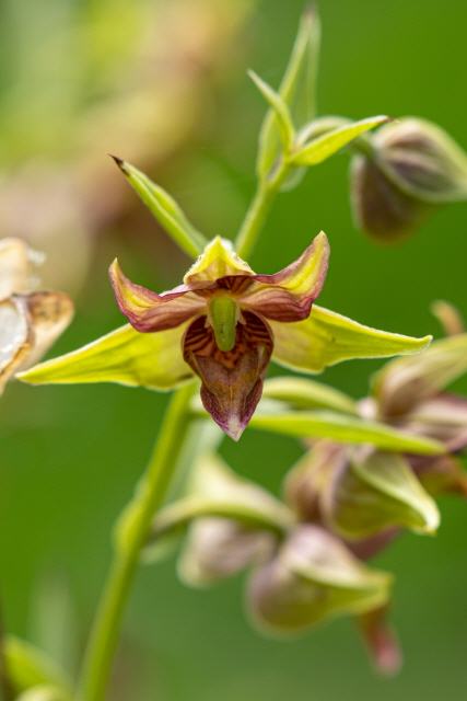 Epipactis hybr." Prof. Borriss"