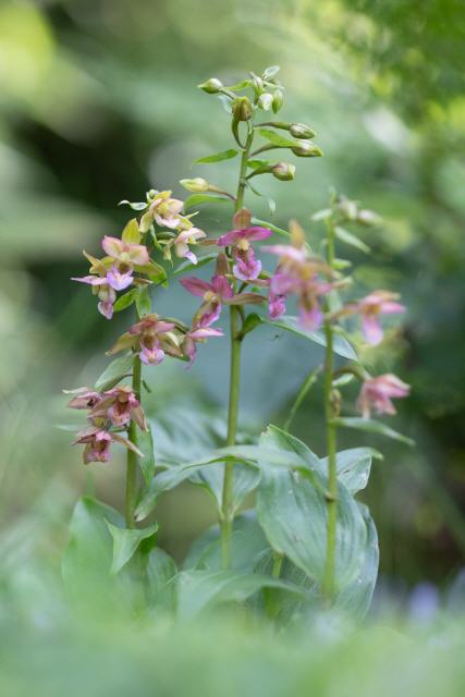 Epipactis helleborine x E. thunbergii