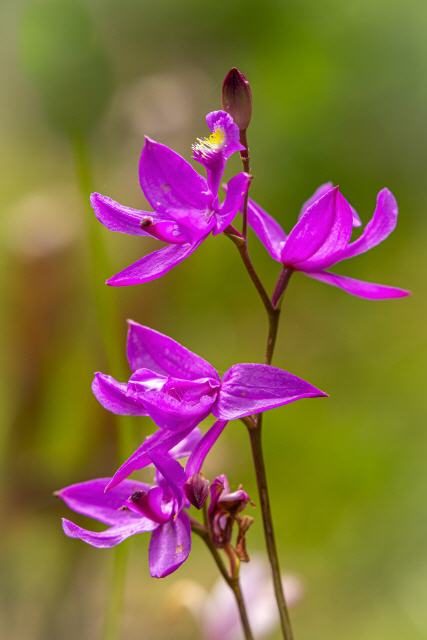 Calopogon tuberosus