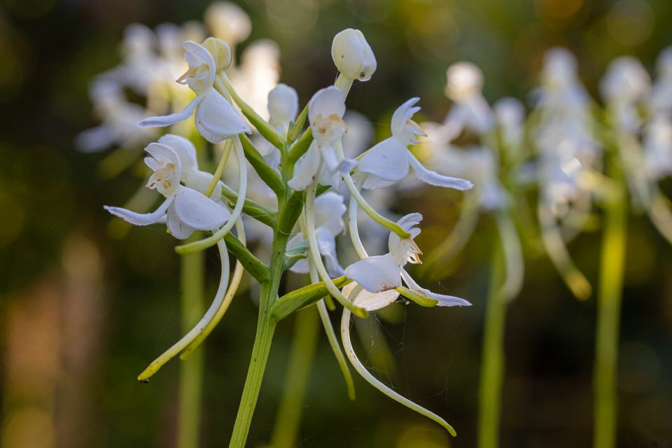 Platanthera blephariglottis